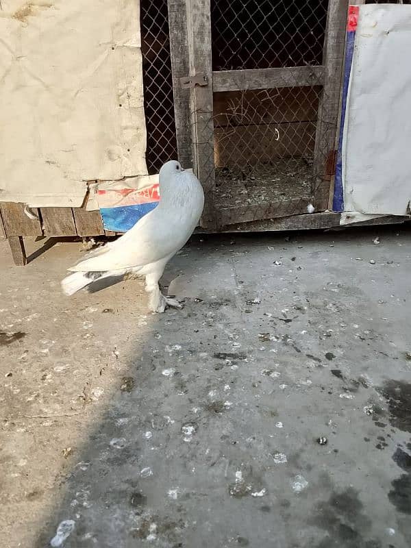 White magpie female 2