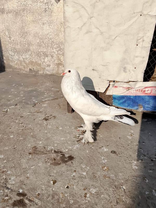 White magpie female 3