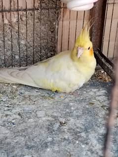 cream Cockatiel breeder male