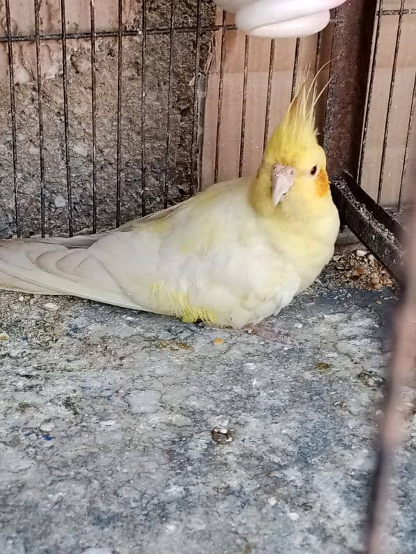 cream Cockatiel breeder male 0