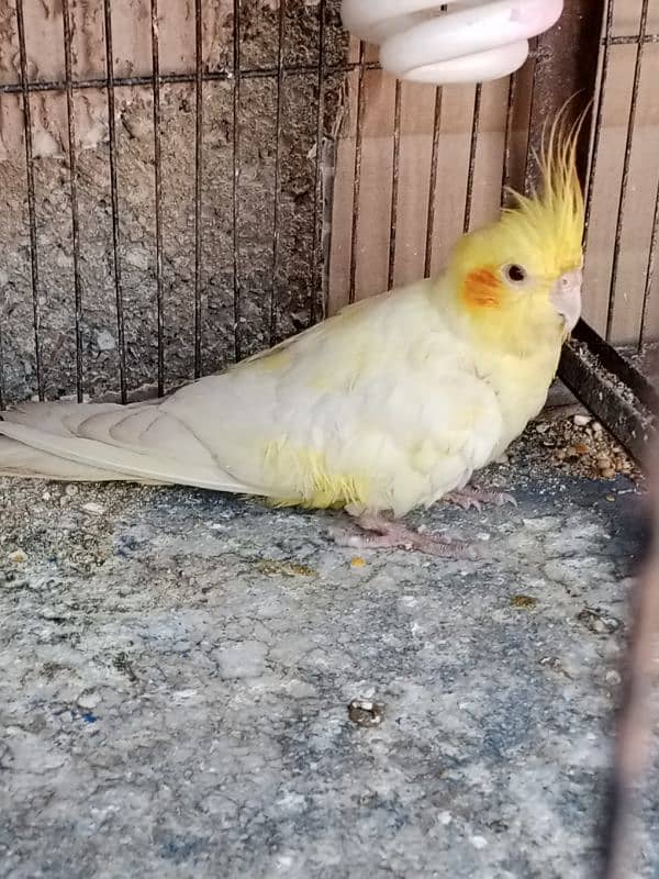 cream Cockatiel breeder male 1