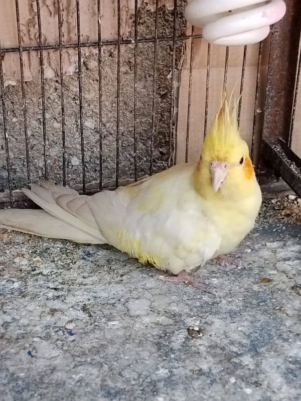 cream Cockatiel breeder male 2