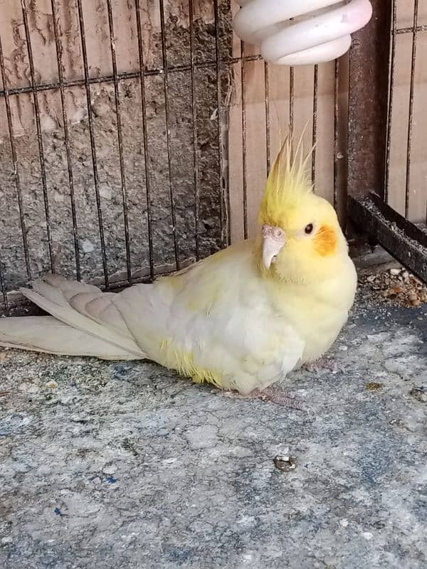 cream Cockatiel breeder male 3