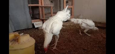 White Aseel heera male (white murgha) for sale