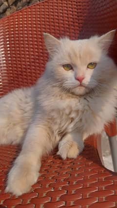 Persian cat avaiilable male in havelian