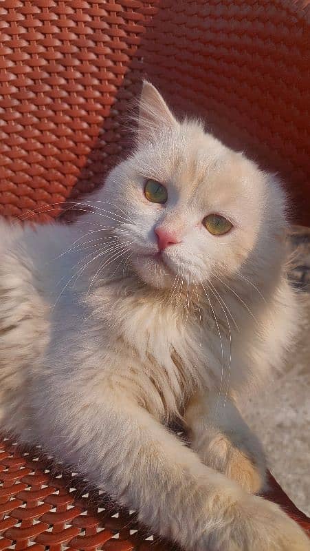 Persian cat avaiilable male in havelian 2