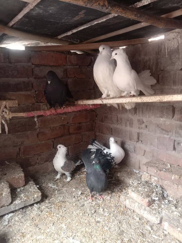 All birds for sale 5