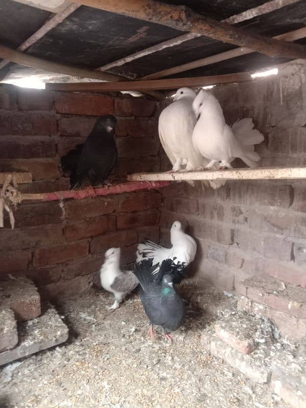 All birds for sale 8