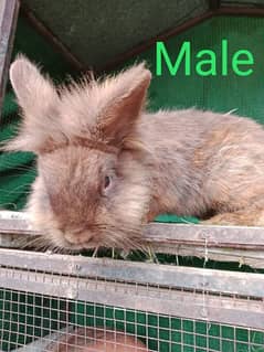 LIONHEAD BUNNY'S FOR SALE