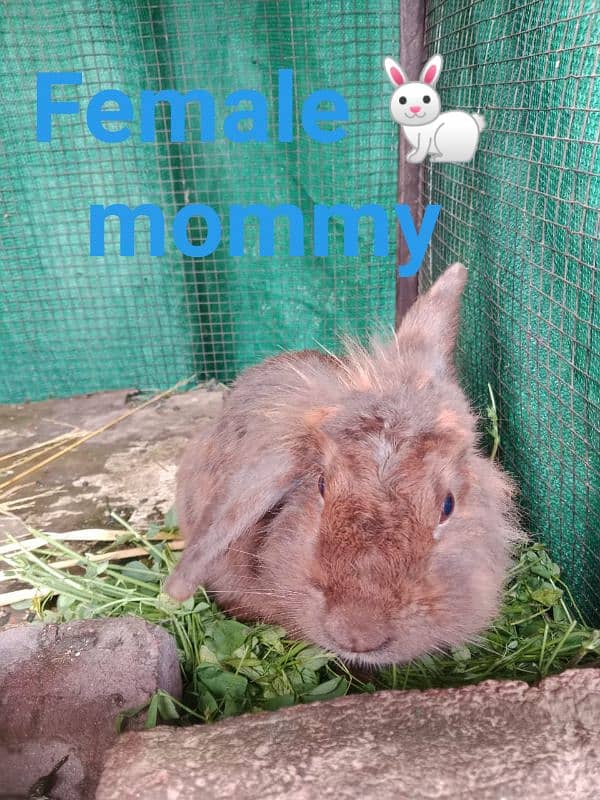 LIONHEAD BUNNY'S FOR SALE 1