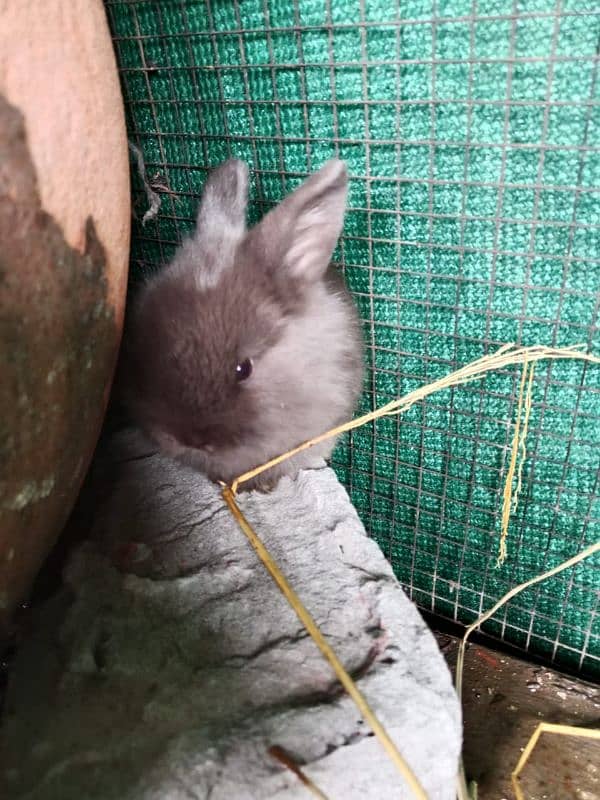 LIONHEAD BUNNY'S FOR SALE 3