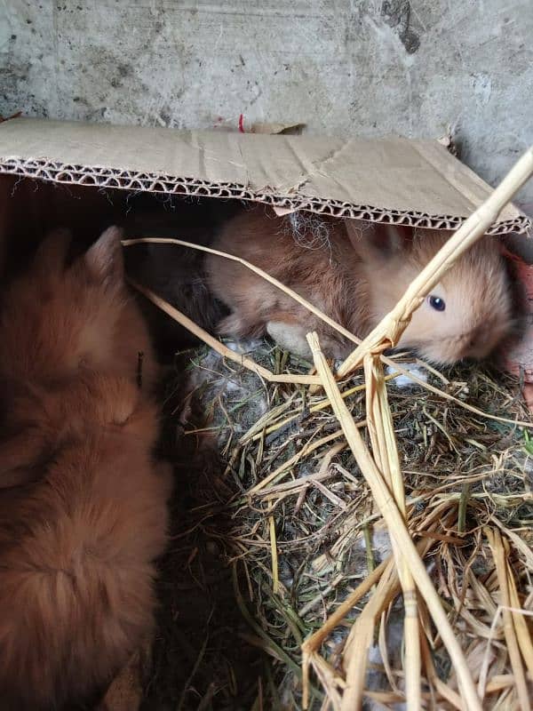 LIONHEAD BUNNY'S FOR SALE 4