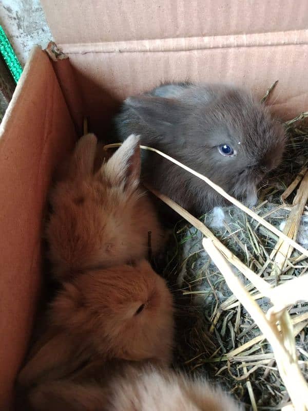 LIONHEAD BUNNY'S FOR SALE 5