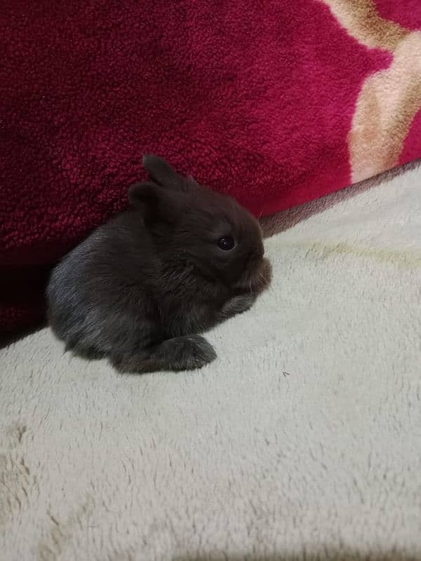 LIONHEAD BUNNY'S FOR SALE 6