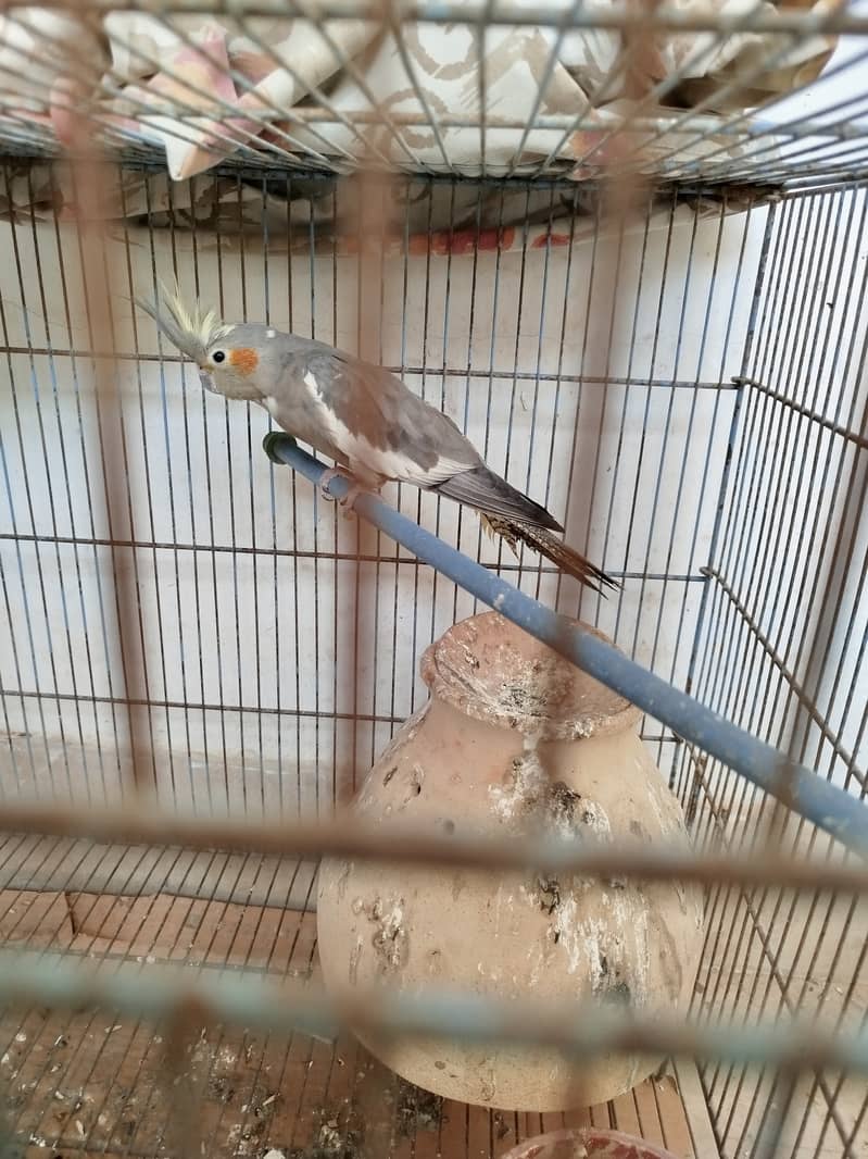 Female cockatiel 1