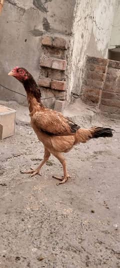 Breeder sindhi Aseel