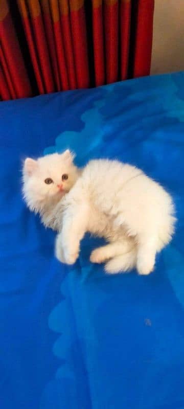 Persian kittens pair looking for new owner 3