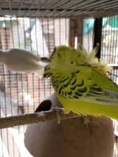 TCB hogo x Red eye hogoromo,King size budgie,bajri, Australian,