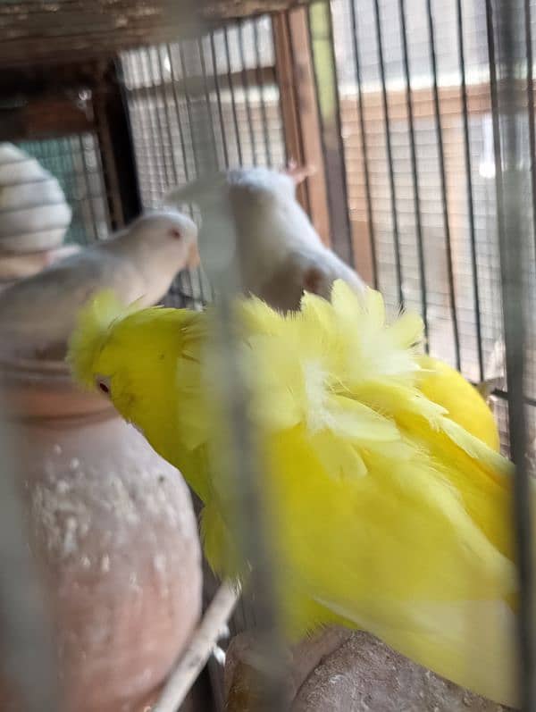 TCB hogo x Red eye hogoromo,King size budgie,bajri, Australian, 1