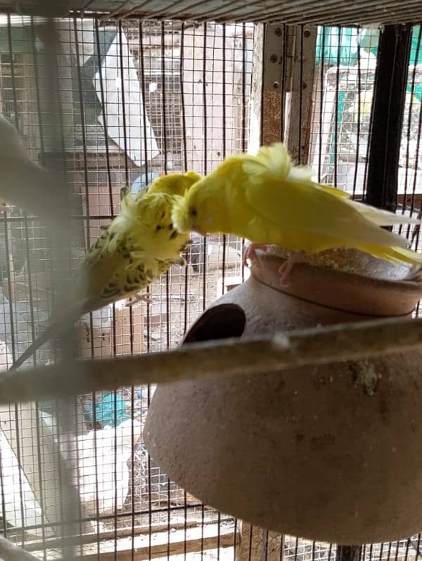 TCB hogo x Red eye hogoromo,King size budgie,bajri, Australian, 2