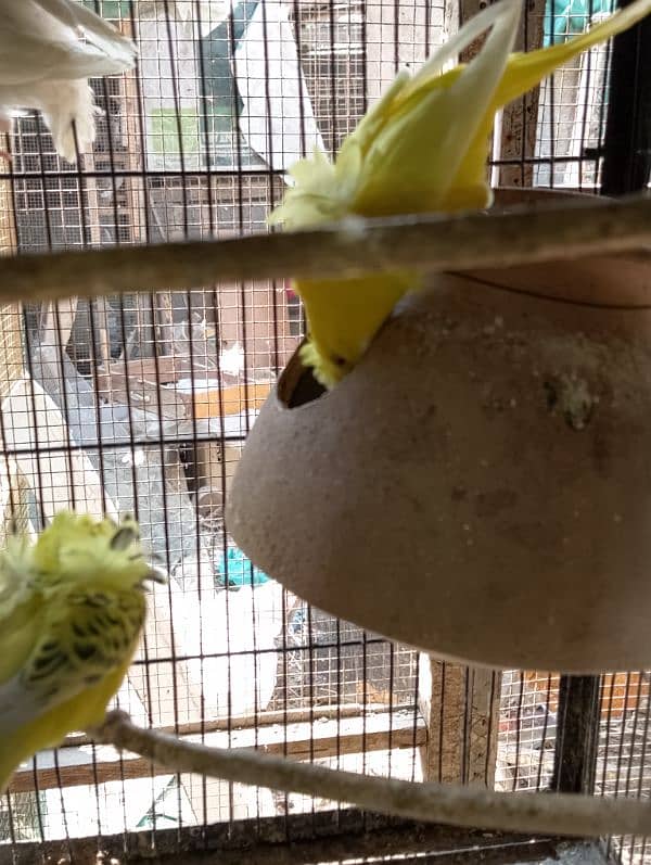 TCB hogo x Red eye hogoromo,King size budgie,bajri, Australian, 4