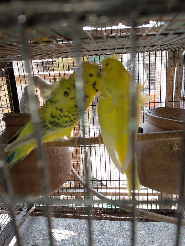 TCB hogo x Red eye hogoromo,King size budgie,bajri, Australian, 5