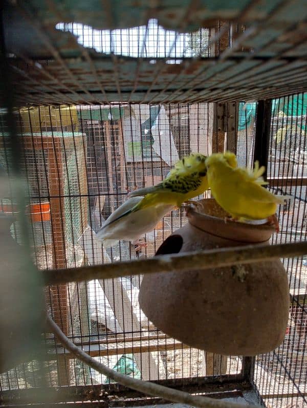 TCB hogo x Red eye hogoromo,King size budgie,bajri, Australian, 6