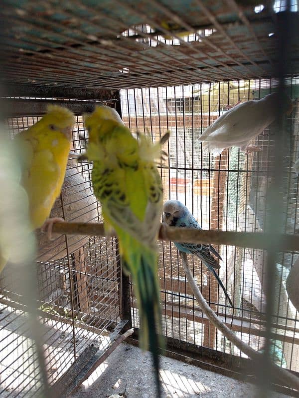 TCB hogo x Red eye hogoromo,King size budgie,bajri, Australian, 7