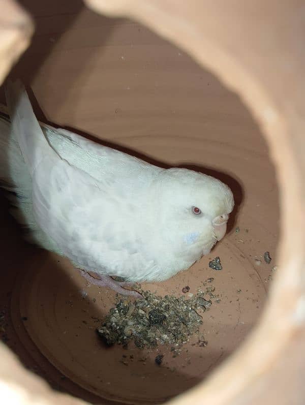 TCB hogo x Red eye hogoromo,King size budgie,bajri, Australian, 8