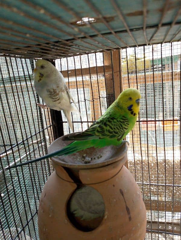 TCB hogo x Red eye hogoromo,King size budgie,bajri, Australian, 9