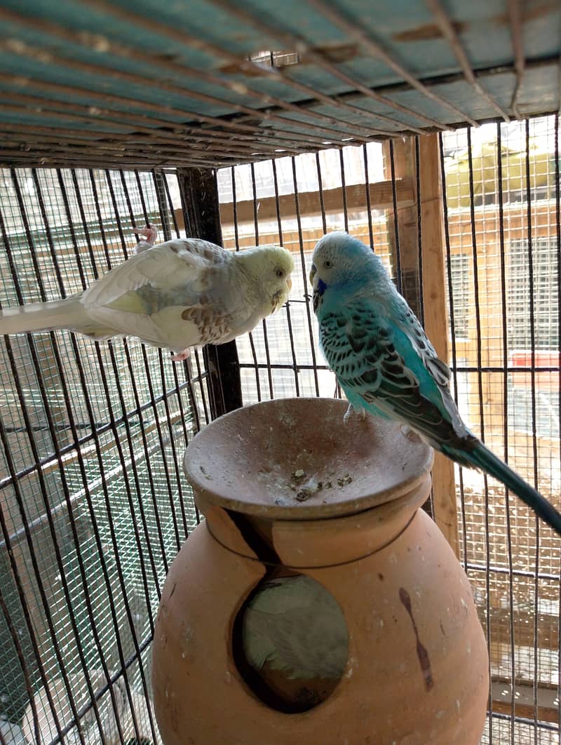 TCB hogo x Red eye hogoromo,King size budgie,bajri, Australian, 10