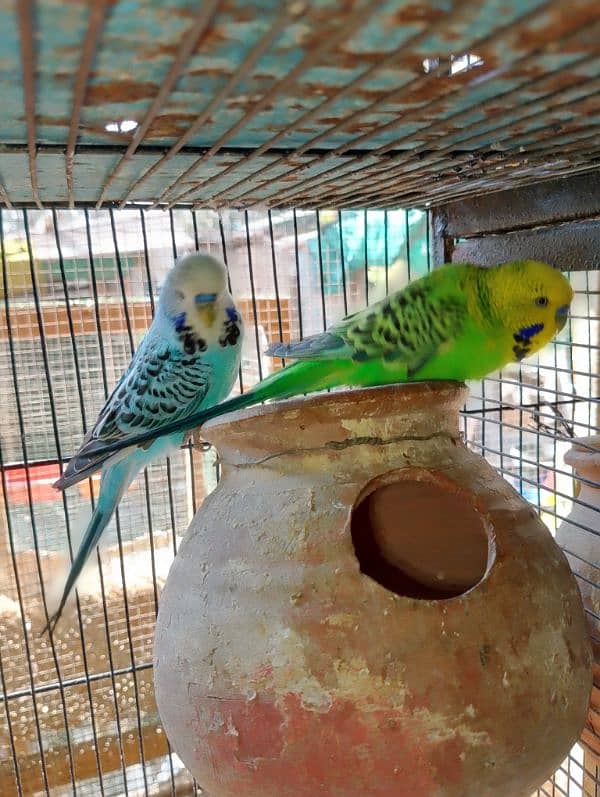 TCB hogo x Red eye hogoromo,King size budgie,bajri, Australian, 11