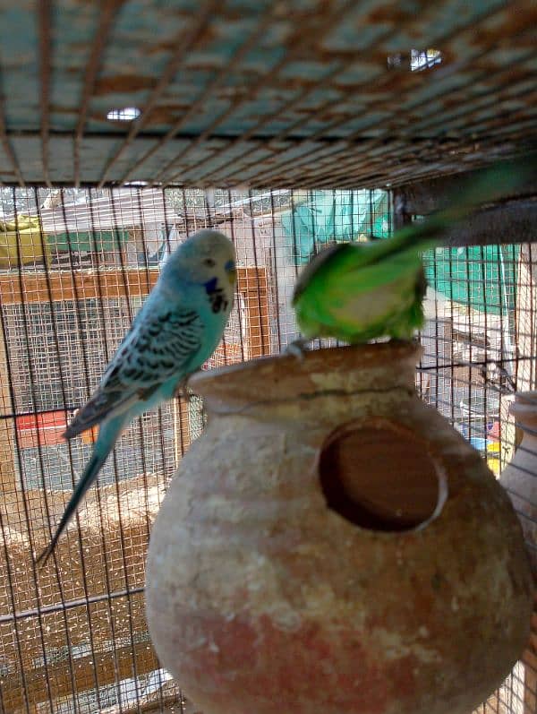 TCB hogo x Red eye hogoromo,King size budgie,bajri, Australian, 12