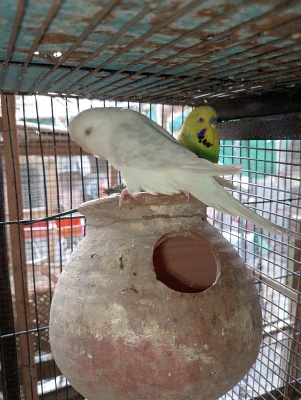 TCB hogo x Red eye hogoromo,King size budgie,bajri, Australian, 13