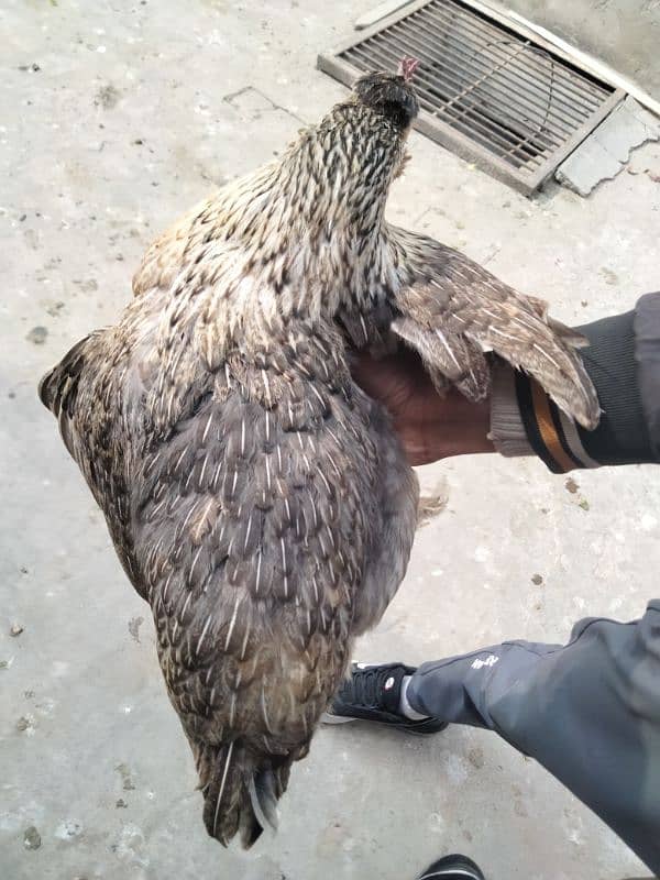 fancy hen female available. 2