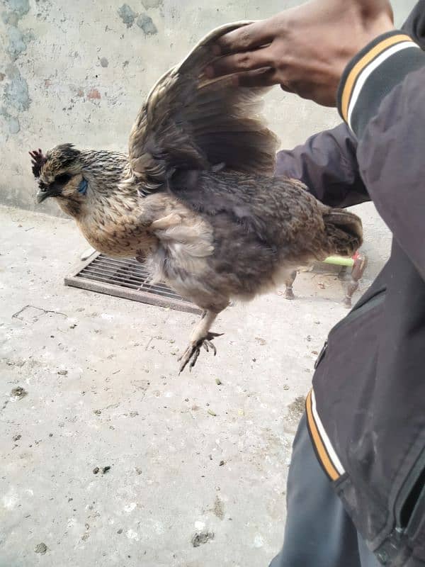 fancy hen female available. 3