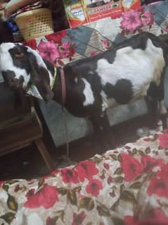 bakri for sale