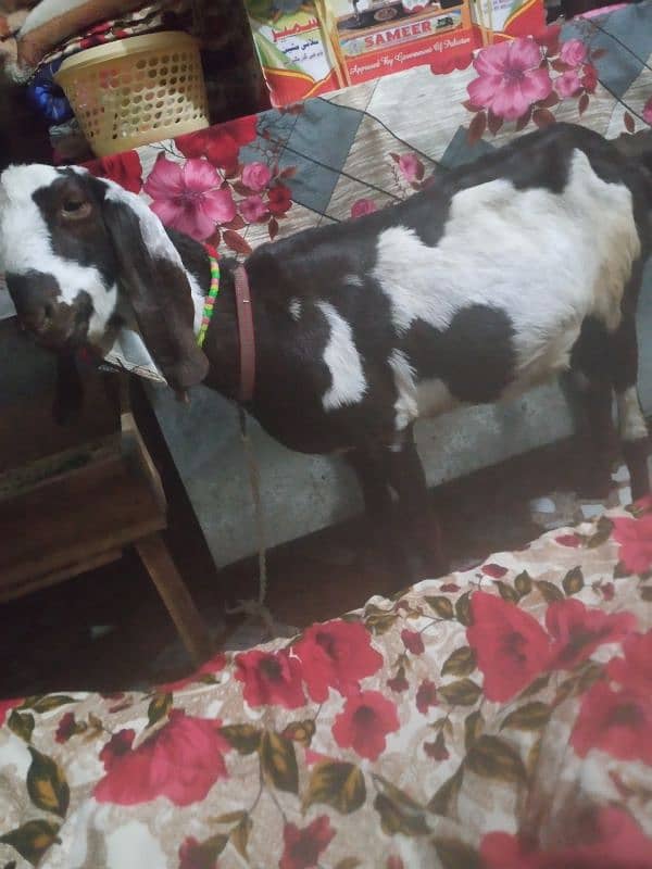 bakri for sale 0