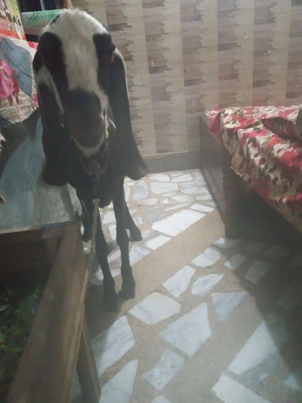 bakri for sale 1