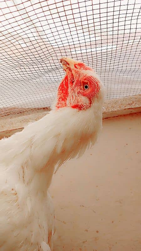 old bloodline Kandhari parrot beak  jumbo size  female 1