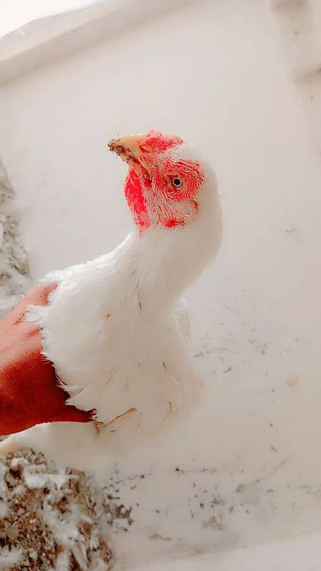 old bloodline Kandhari parrot beak  jumbo size  female 4