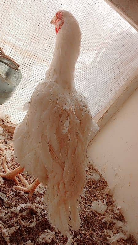 old bloodline Kandhari parrot beak  jumbo size  female 5