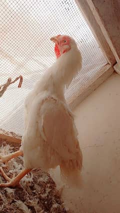 old bloodline Kandhari parrot beak  jumbo size  female