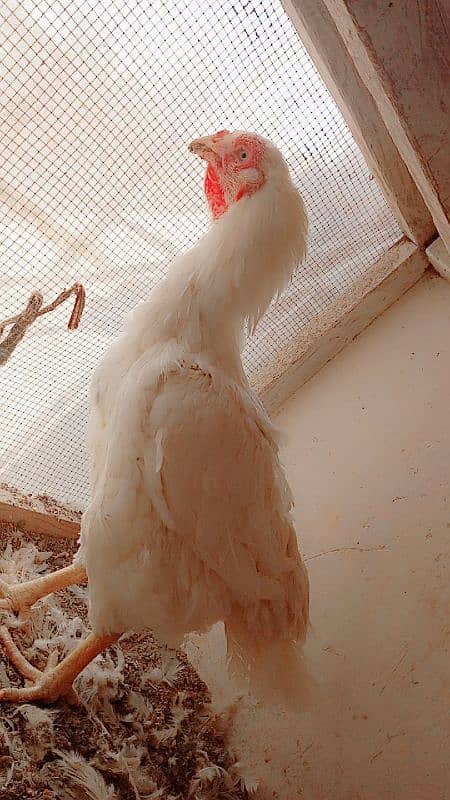 old bloodline Kandhari parrot beak  jumbo size  female 0