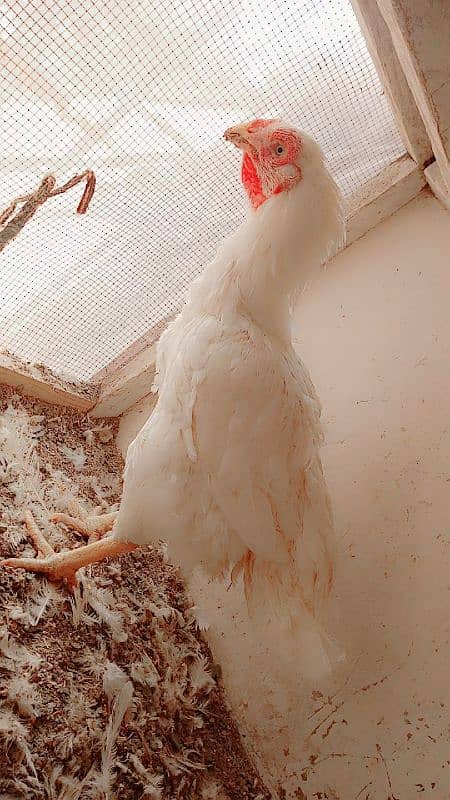 old bloodline Kandhari parrot beak  jumbo size  female 7