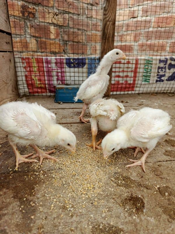 Top quality shamo chicks available Age 5 to 20 days 0