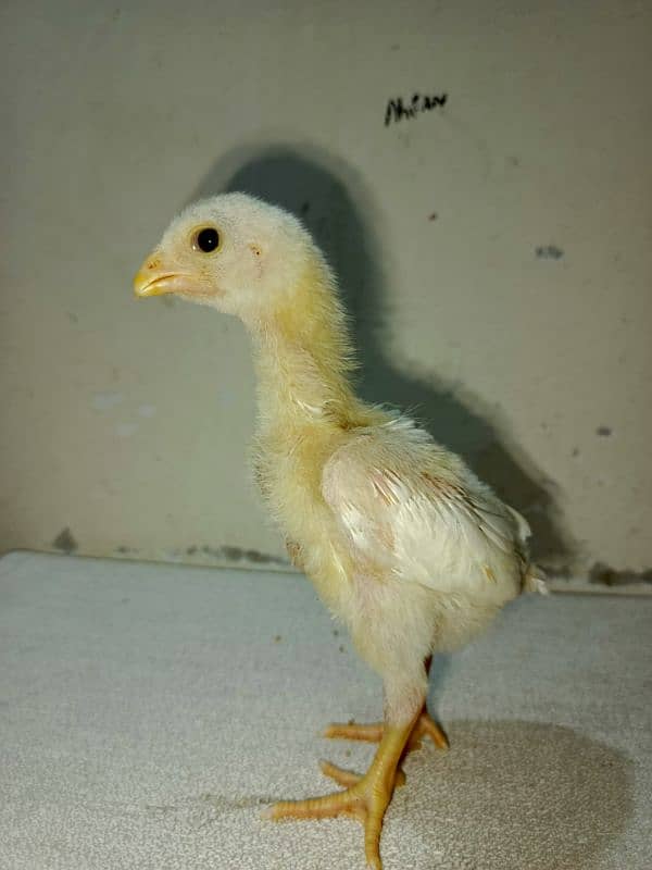 Top quality shamo chicks available Age 5 to 20 days 3