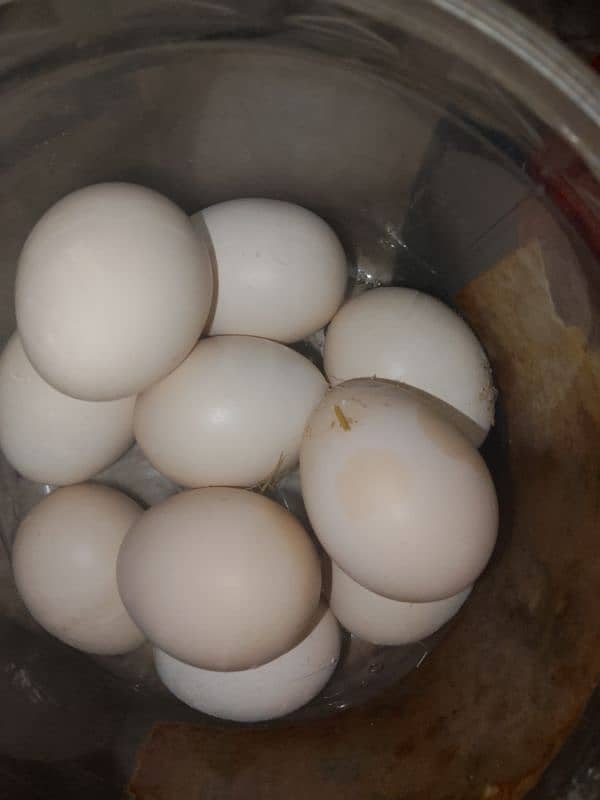 aseel Heera high quality eggs available 3