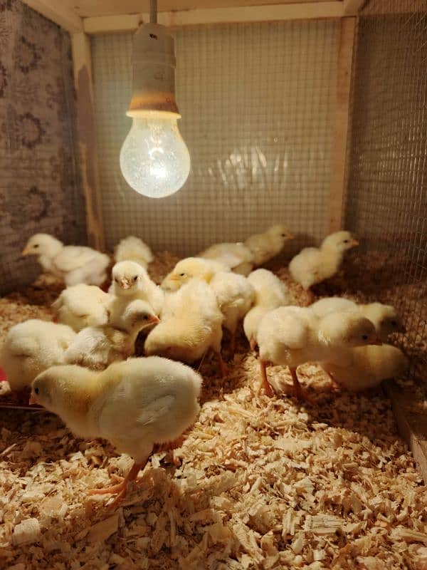 Top quality shamo chicks available Age 5 to 20 days 1