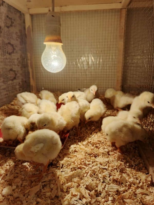 Top quality shamo chicks available Age 5 to 20 days 2